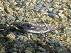 Oncorhynchus gorbuscha