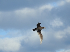 Macronectes giganteus