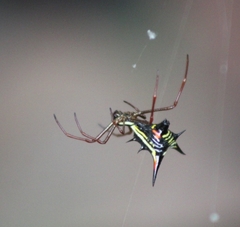 Micrathena schreibersi