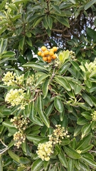 Pittosporum pentandrum