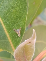 Austrotephritis poenia