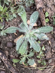 Amblyolepis setigera