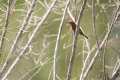 Sporophila cinnamomea