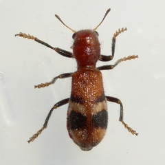 Enoclerus rosmarus