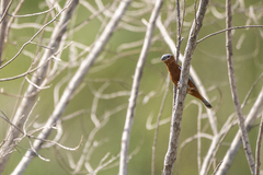 Sporophila cinnamomea