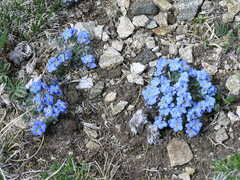 Eritrichium argenteum