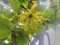 Cananga