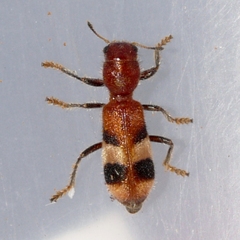Enoclerus rosmarus