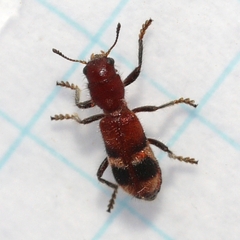 Enoclerus rosmarus