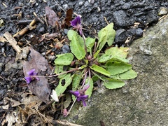 Viola mandshurica