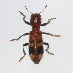 Enoclerus rosmarus