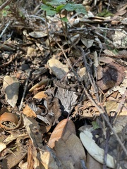 Craterellus atrocinereus