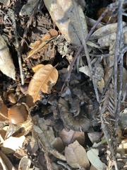 Craterellus atrocinereus