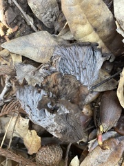 Craterellus atrocinereus