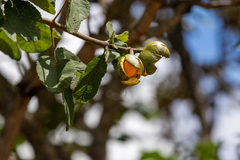 Caryocar brasiliense