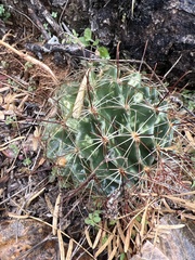 Hamatocactus setispinus