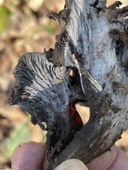 Craterellus atrocinereus