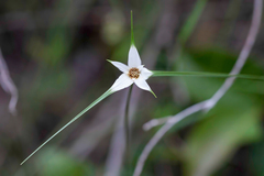 Rhynchospora nervosa