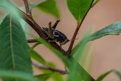 Staleochlora curupira