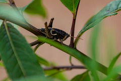 Staleochlora curupira