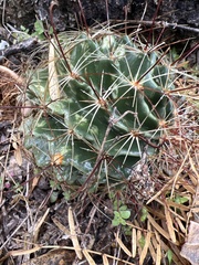 Hamatocactus setispinus