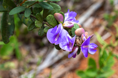 Periandra mediterranea