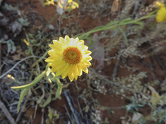 Xerochrysum