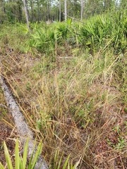 Aristida spiciformis