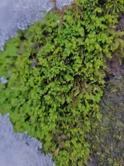 Pseudanomodon attenuatus