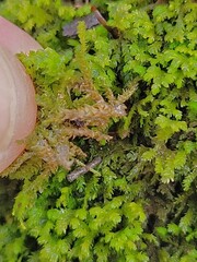 Pseudanomodon attenuatus