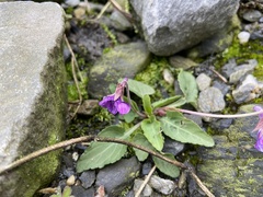Viola mandshurica