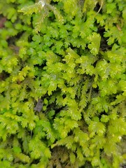 Pseudanomodon attenuatus