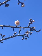 Prunus mume