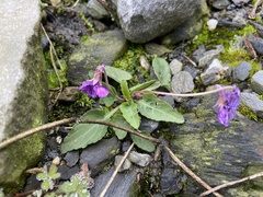 Viola mandshurica