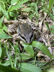 Leptodactylus notoaktites