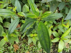 Melastoma malabathricum