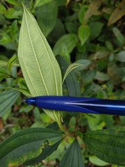 Melastoma malabathricum