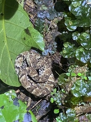 Bothrops jararaca