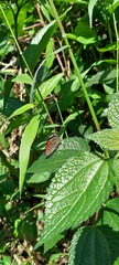 Diaethria clymena