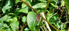 Diaethria clymena