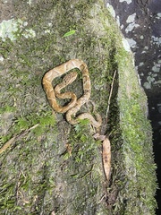 Bothrops jararaca