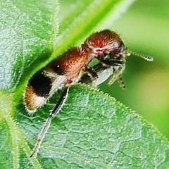 Enoclerus rosmarus