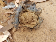 Pisolithus arhizus
