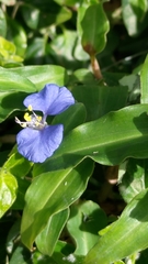 Commelina auriculata