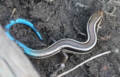 Plestiodon skiltonianus skiltonianus