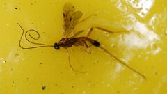 Macrocentrinae