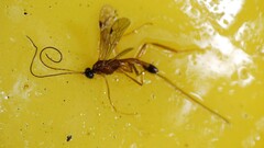 Macrocentrinae