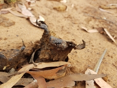 Pisolithus arhizus