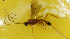 Macrocentrinae
