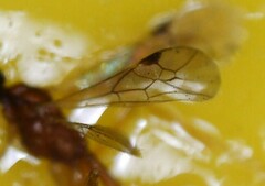 Macrocentrinae